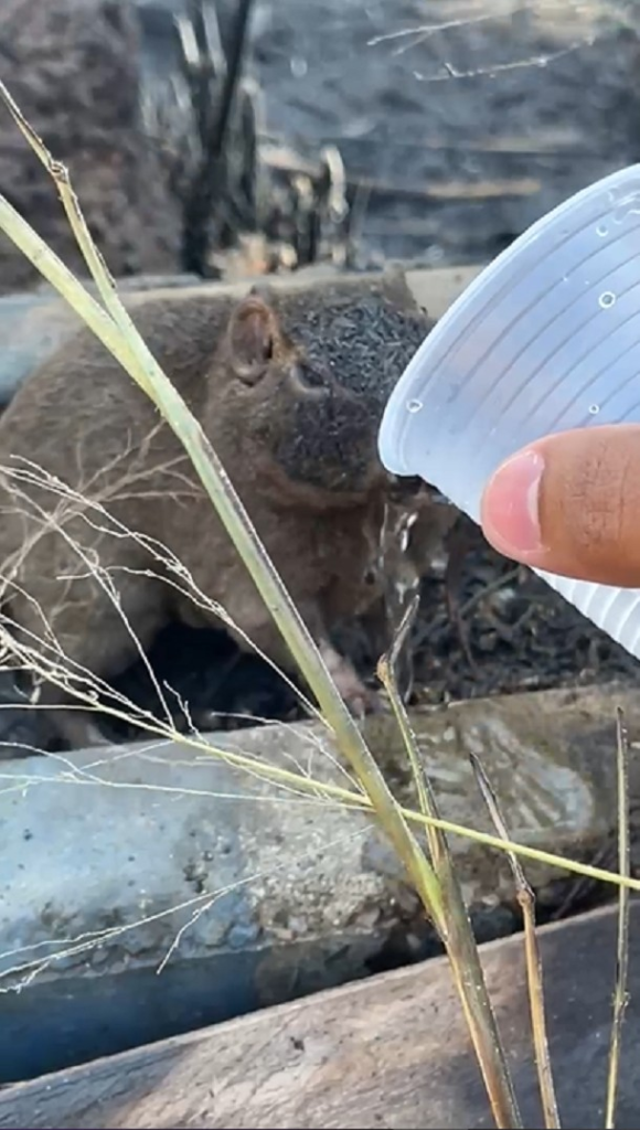 Quase 50 animais são resgatados após serem vítimas de incêndios florestais no Tocantins