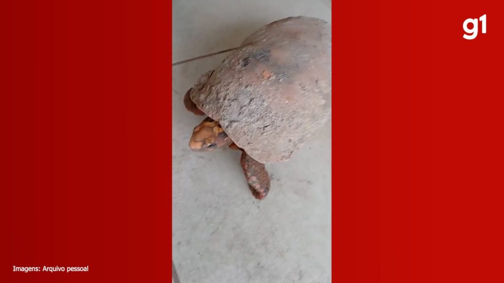 Biólogo explica como é possível jabuti sobreviver por anos preso embaixo de piso de casa: ‘Se adapta fácil’