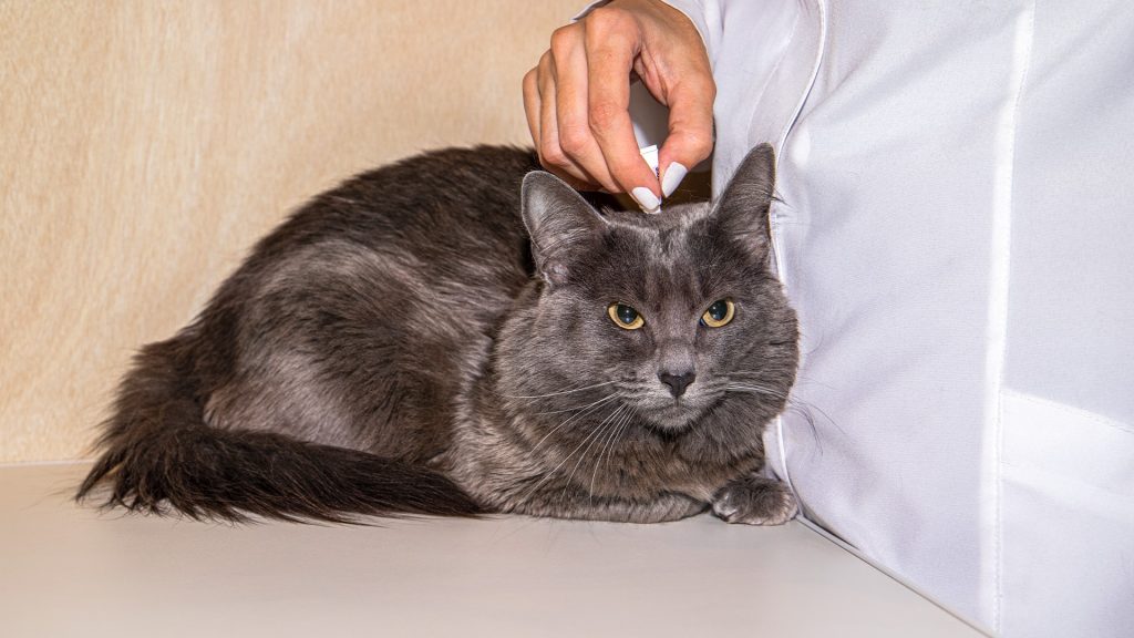 Planos de Saúde são aliados para garantir mais qualidade de vida para os pets.