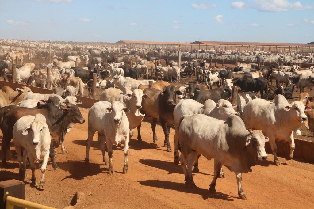 Tocantins bate recorde na produção de gado e tem quase nove vezes mais bovinos que habitantes