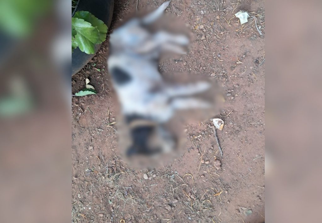 Pitbulls atacam e matam cachorro que fazia companhia para idosa em Palmas; VÍDEO